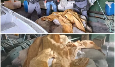 Polícia apreende 2 toneladas de pirarucu em Fonte Boa, no Amazonas