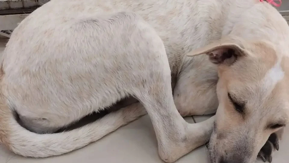 Pets idosos: confira cuidados necessários na ‘terceira idade animal’