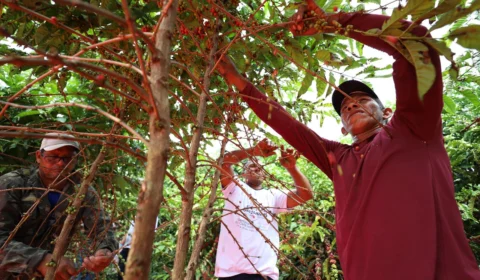 Parceria entre Idam e Ifam deve beneficiar setor primário no Amazonas