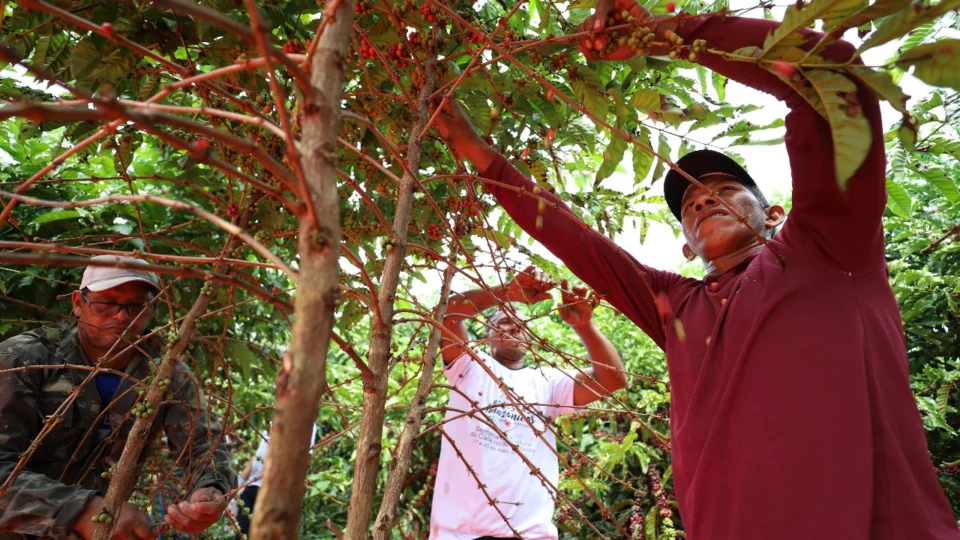 Parceria entre Idam e Ifam deve beneficiar setor primário no Amazonas