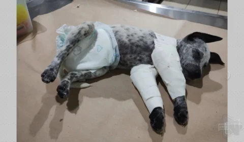 VÍDEO: suspeito de agredir namorada e animal de estimação é solto em Manaus