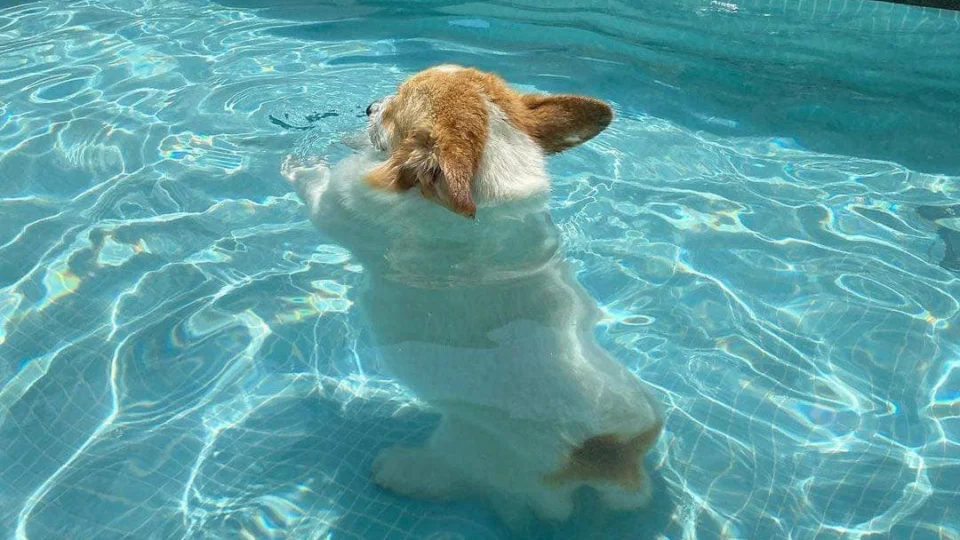 Verão: confira 5 frutas que vão ajudar na hidratação dos pets