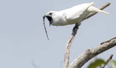 Canto da Araponga-da-Amazônia é o mais alto do mundo, revela pesquisa do Inpa