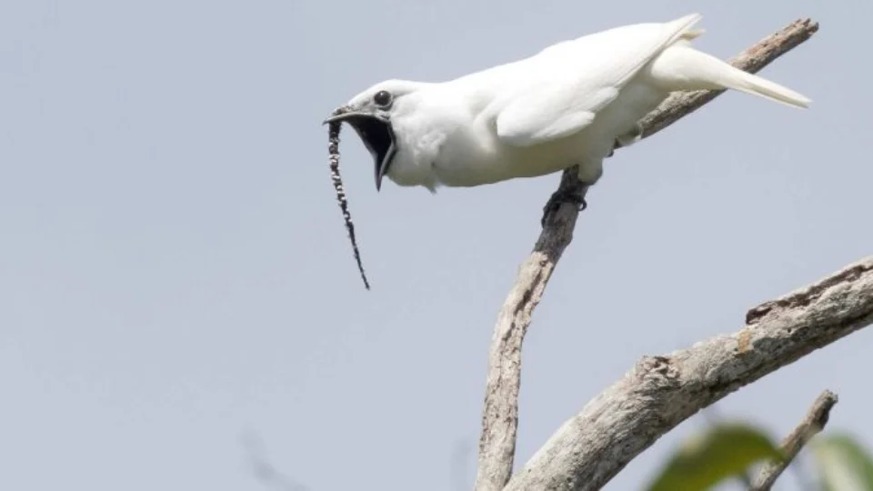 Canto da Araponga-da-Amazônia é o mais alto do mundo, revela pesquisa do Inpa