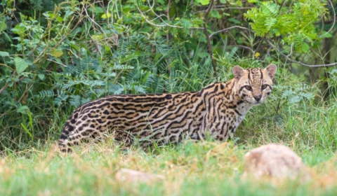Mais de 1.000 animais silvestres foram resgatados na América do Sul em 2022