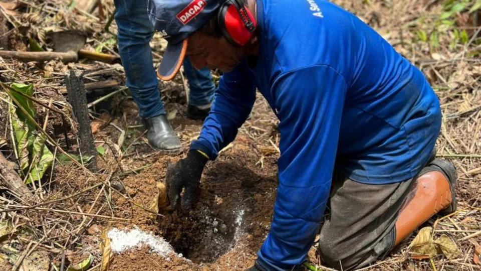Reflorestamento: agricultores recebem Castanheiras para fortificar economia
