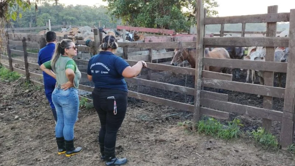 Raiva dos herbívoros: Autazes, Careiro e Tefé, no AM, são obrigados a vacinar animais