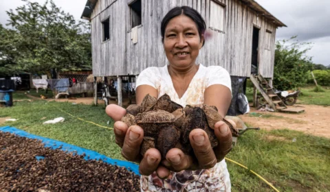Mulheres protagonizam trabalho na cadeia extrativista em regiões amazônicas