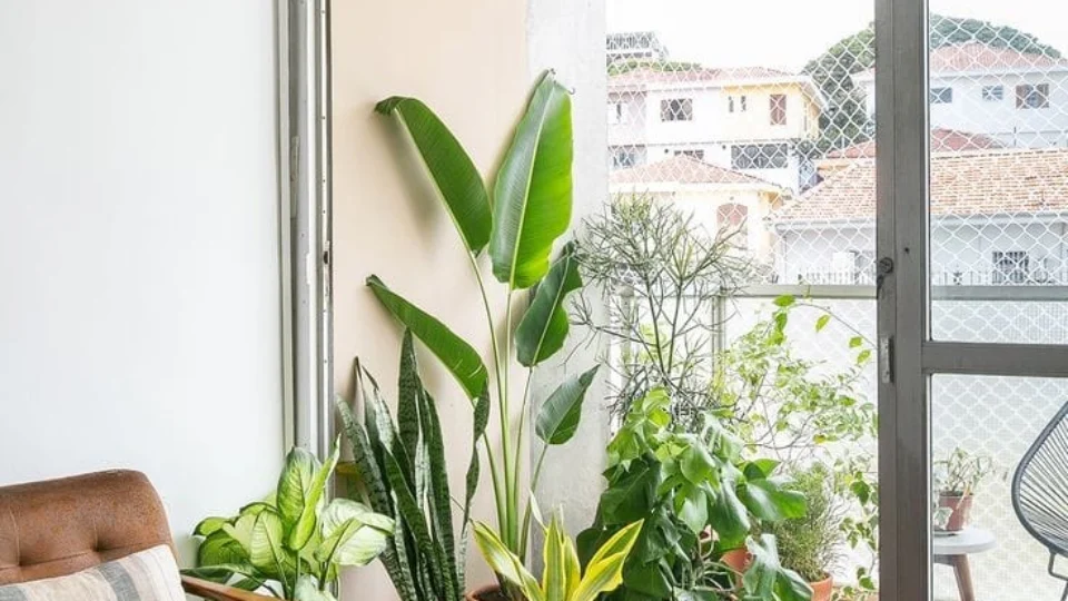 Plantas: confira 3 aspectos que devem ser considerados na hora da escolha