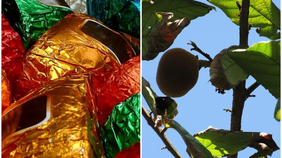 Feirante se destaca na produção doces regionais em Feiras da ADS em Manaus