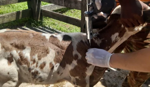 Adaf prorroga cadastro veterinários para vacinação contra brucelose no AM