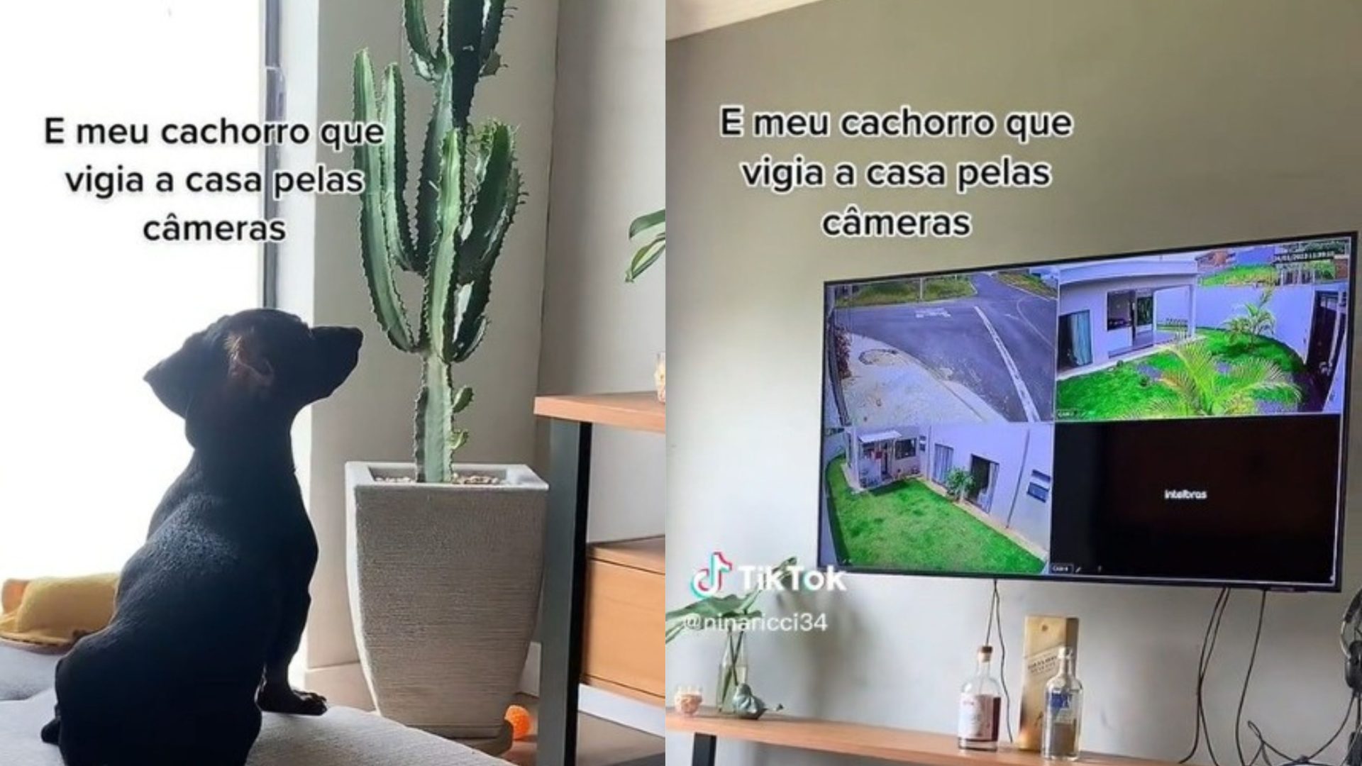 Sheldon, o cão salsicha adora sentar no sofá e vigiar a família pelas câmeras de seguraça - Foto: Reproduçã/TikTok @ninaricci34