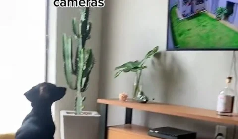 Cão salsicha é flagrado pela tutora vigiando a casa pelas câmeras em SP