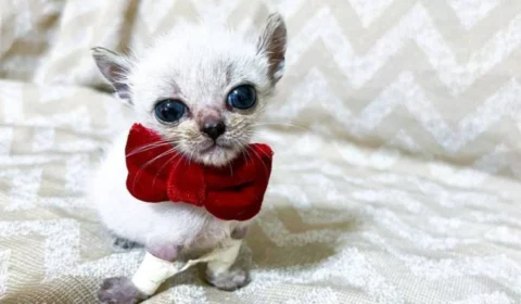 Gato com deficiência conquista milhares de fãs na Internet