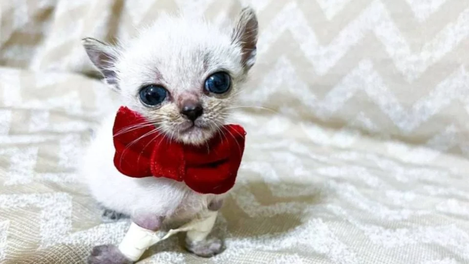 Gato com deficiência conquista milhares de fãs na Internet