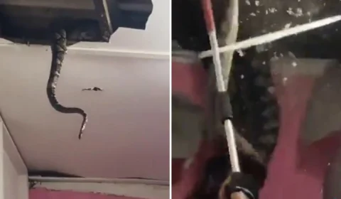 VÍDEO: cobras gigantes são encontradas no forro de casa e viraliza na web