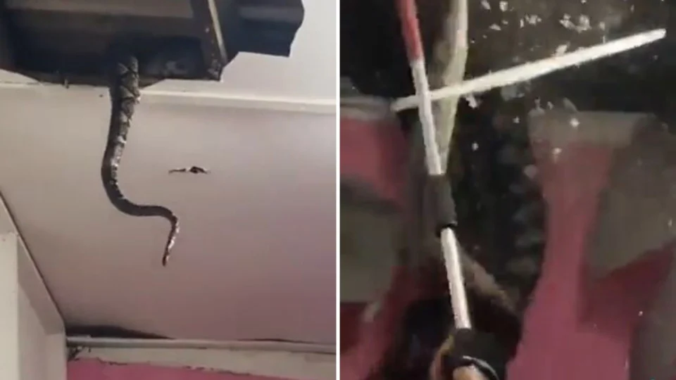 VÍDEO: cobras gigantes são encontradas no forro de casa e viraliza na web