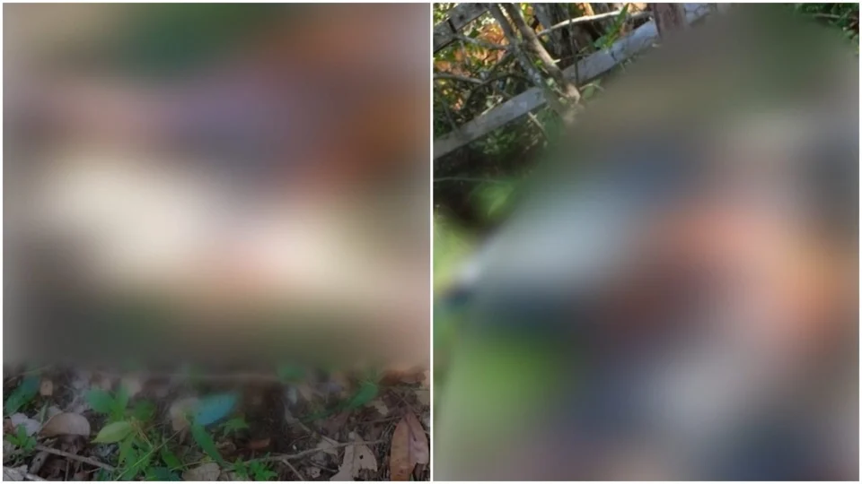 VÍDEO: corpo em decomposição é encontrado em ramal do município de Iranduba-AM