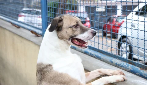 Projeto de Lei prevê licença do trabalho por morte de animal de estimação