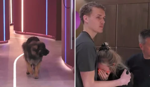 Por regra do jogo, participante de reality chora ao não interagir em visita de pet de estimação