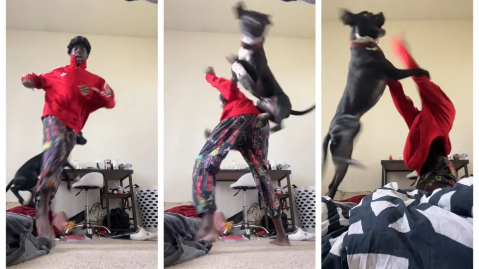 TikToker dos EUA recebe ‘voadora’ de cão durante gravação de dancinha