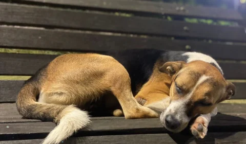 Confira 5 dicas para sono perfeito do seu cachorro