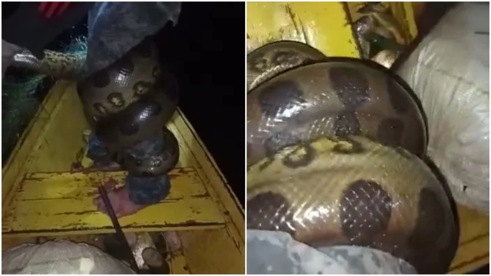 VÍDEO: sucuri prende perna de homem durante pescaria noturna