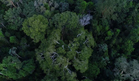 Amazônia: Incra acusa madeireira de compra irregular de terreno maior que SP