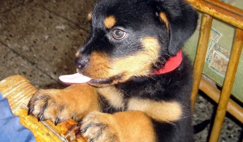 Qual a importância de cortar unhas dos cães? Veterinária explica