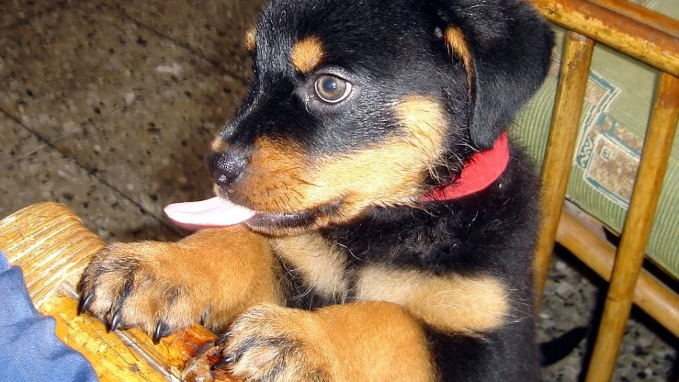 Qual a importância de cortar unhas dos cães? Veterinária explica