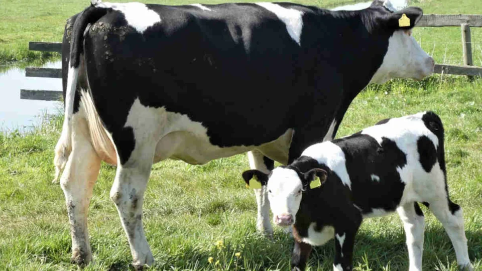 Exportação de carne bovina é suspensa após caso de ‘vaca louca’ no PA