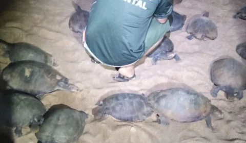 Órgãos ambientais apreendem 116 tartarugas e 380 quilos de pescados em RR