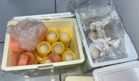 Adapec alerta sobre regras de trânsito de produtos via correios no TO