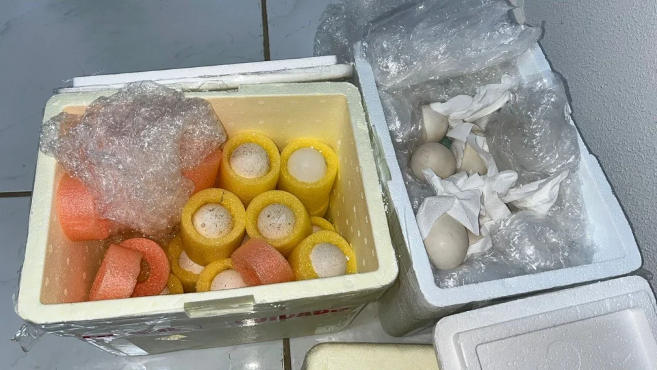 Adapec alerta sobre regras de trânsito de produtos via correios no TO