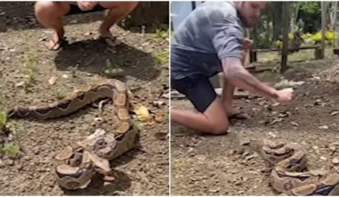 VÍDEO: homem deixa jiboia morder braço para mostrar que ‘ela não é peçonhenta’