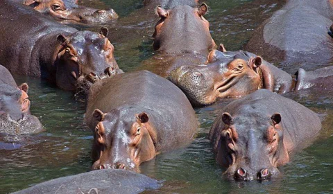 Colômbia pretende enviar hipopótamos de Pablo Escobar para Índia e México