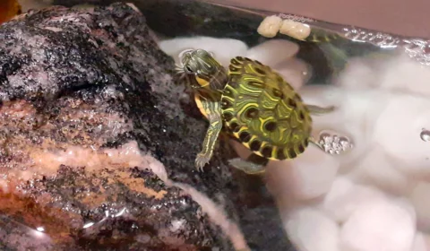 Ecossistemas: 118 animais brasileiros são considerados invasores no país