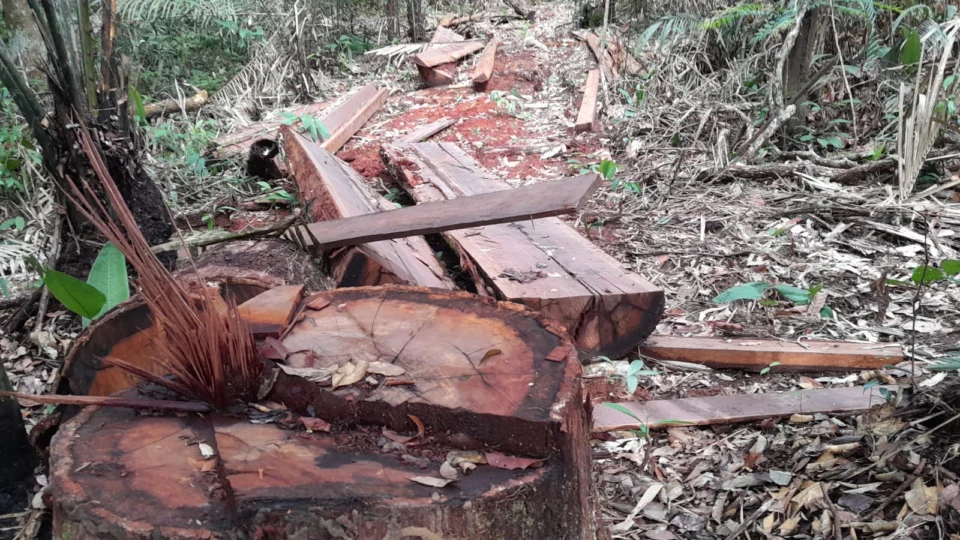 Fiscalização combate desmatamento em Presidente Figueiredo, no AM