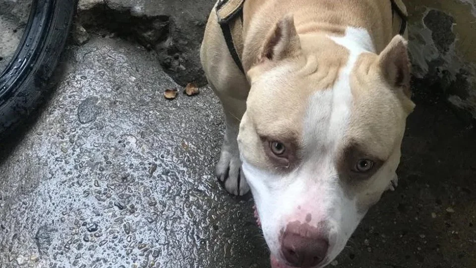 Cachorro pitbull é morto a facadas após briga na Zona Leste de Manaus