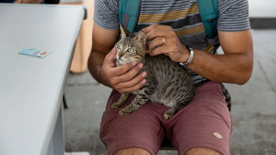 Esporotricose: doença que atinge humanos e animais registra aumento de casos no Amazonas