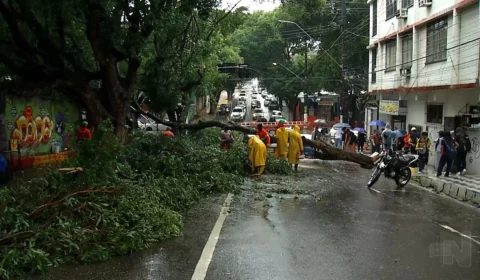 VÍDEO: chuva causa queda de árvore centenária e outras ocorrências em Manaus