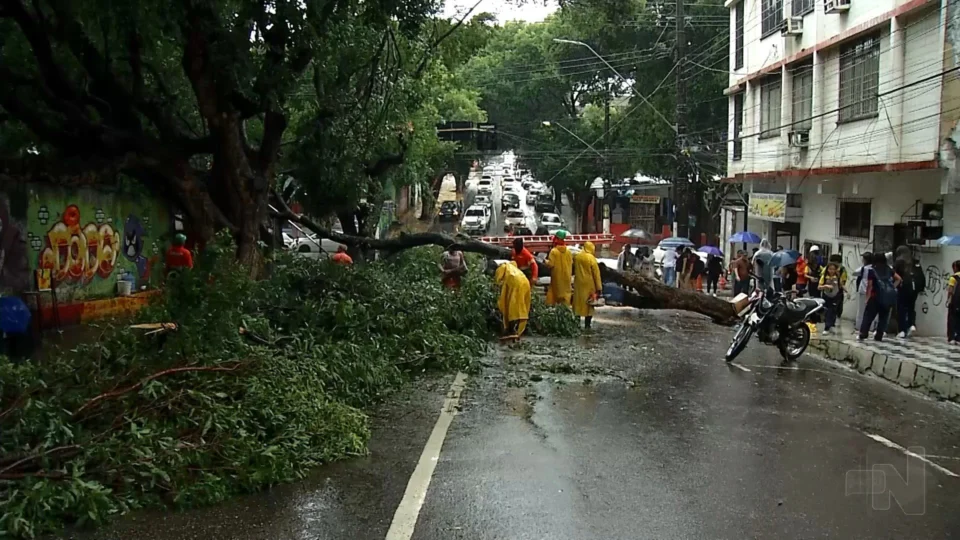 VÍDEO: chuva causa queda de árvore centenária e outras ocorrências em Manaus