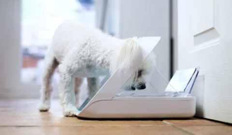 Pets: confira 4 tendências de 2023 na área da tecnologia de monitoramento