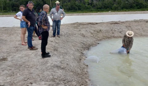 Piscicultores do Careiro recebem 73 mil alevinos de tambaqui no AM