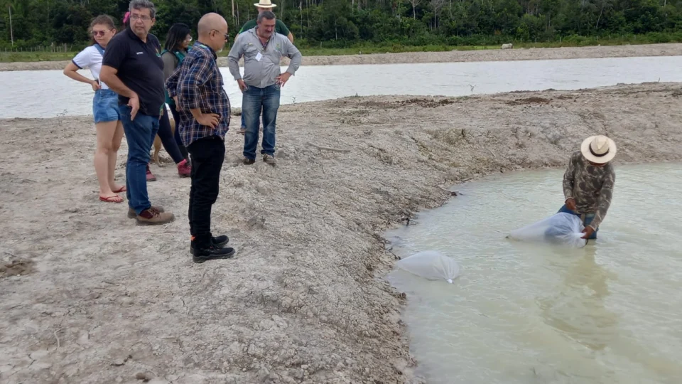 Piscicultores do Careiro recebem 73 mil alevinos de tambaqui no AM