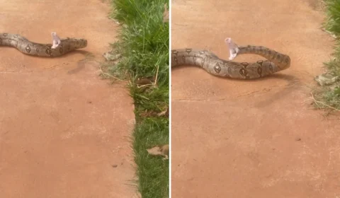 VÍDEO: homem filma cobra e quase leva bote de animal em Maringá-PR