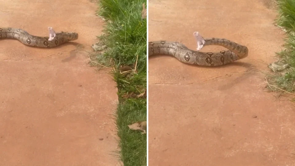 VÍDEO: homem filma cobra e quase leva bote de animal em Maringá-PR