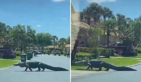 VÍDEO: jacaré de 3 metros é visto atravessando rua em residencial nos EUA