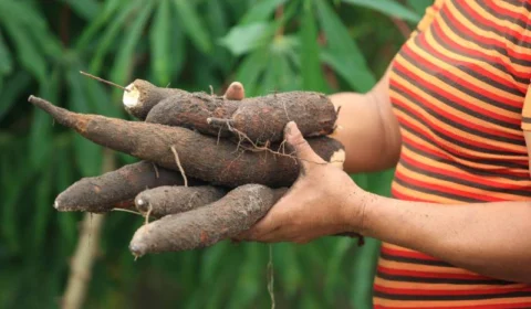 São Paulo de Olivença-AM recebe curso sobre subprodutos da mandioca