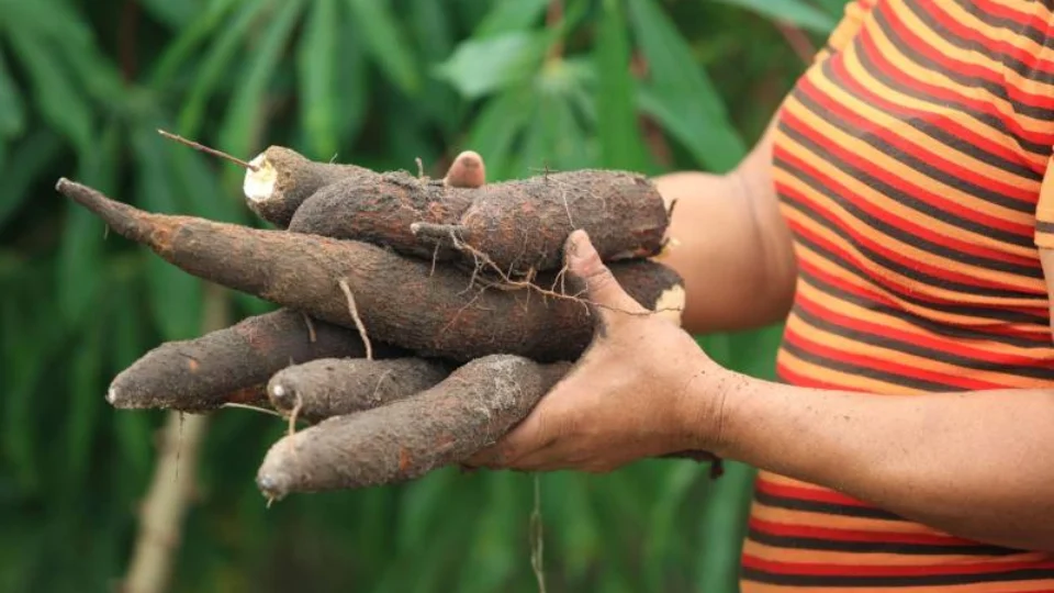 São Paulo de Olivença-AM recebe curso sobre subprodutos da mandioca